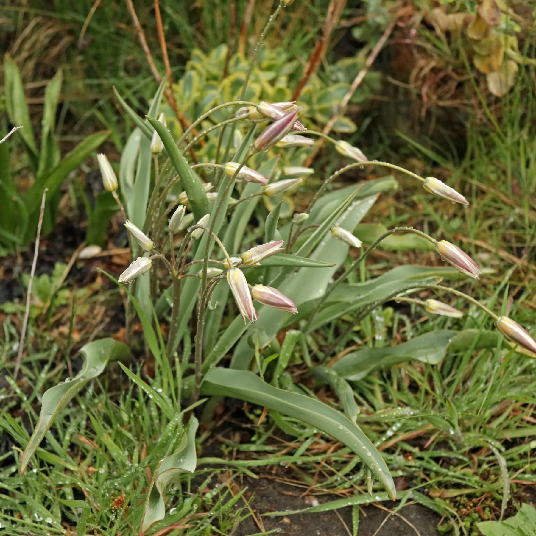 Zweibluetige Tulpe