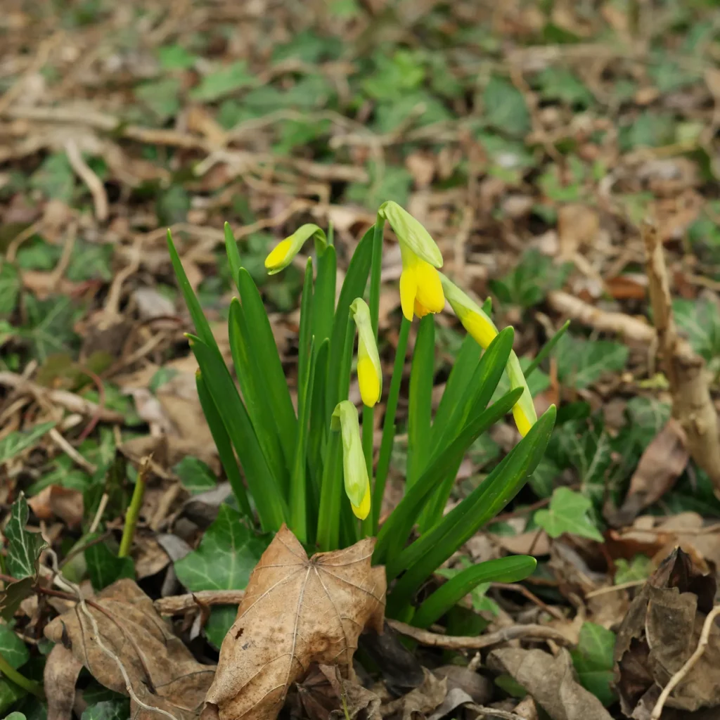 Narcissus Tete a Tete Narzisse
